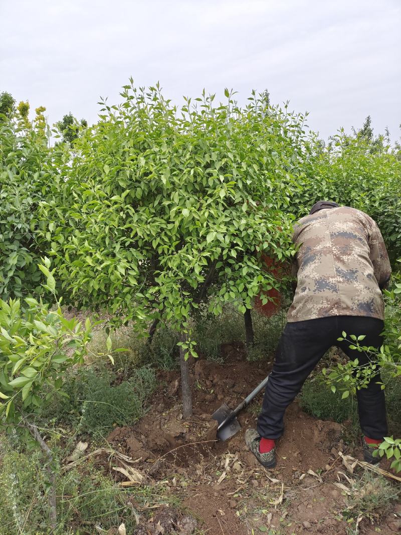 大量出售定植丝绵木，又名华北韦矛，地径3-6公分。