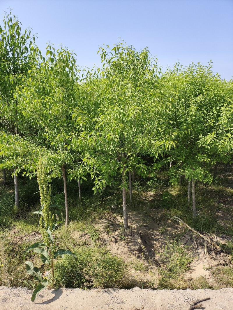 大量出售定植丝绵木，又名华北韦矛，地径3-6公分。