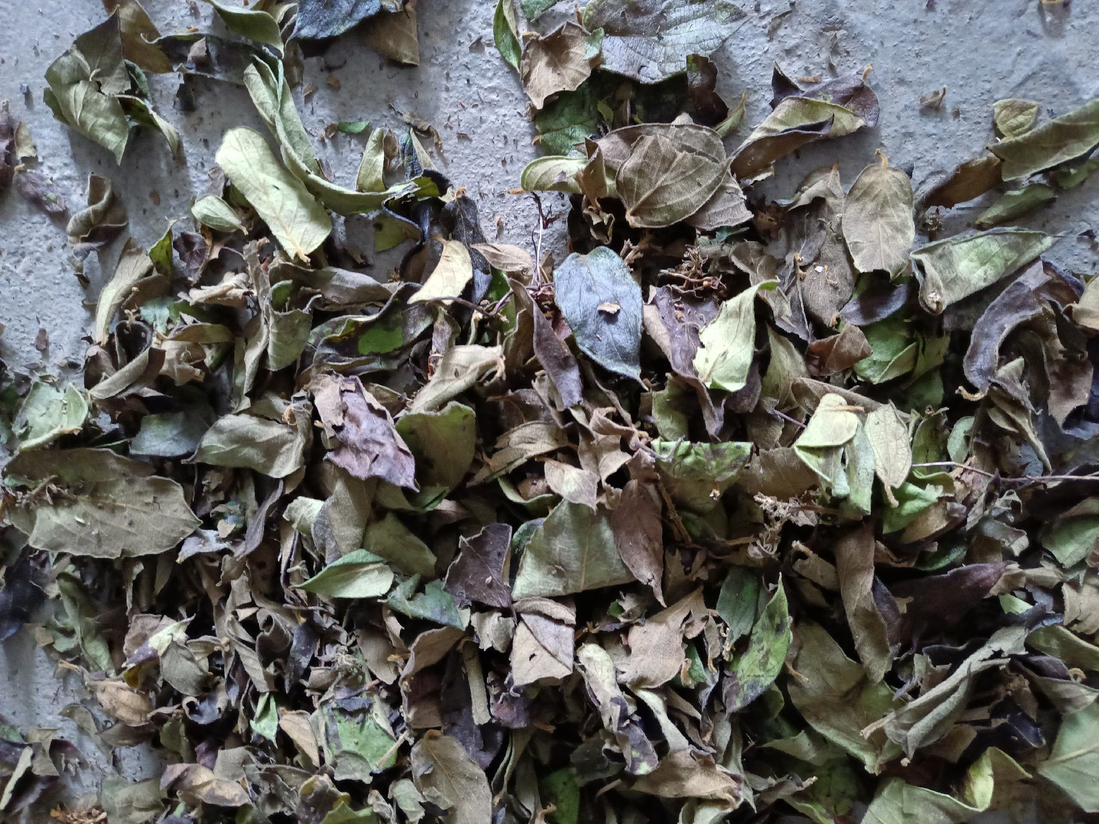 杭白菊与金银花的实物组合