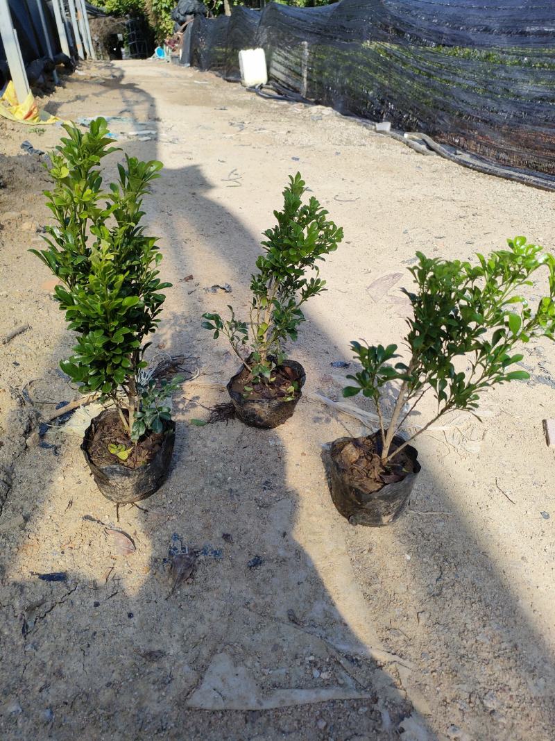 米兰花！广东省揭阳市榕城区大量基地直销！