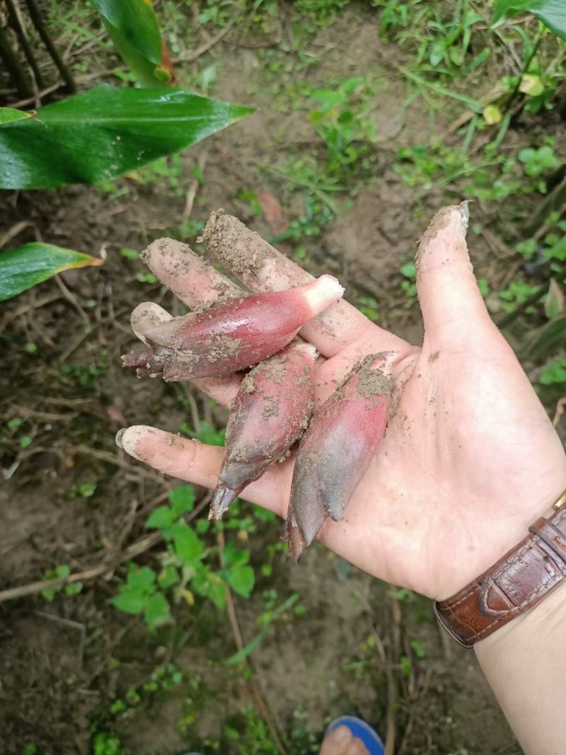 富硒阳荷