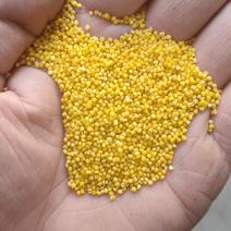 山西晋中一手货源黄小米，对接全国市场，量大从优，欢迎釆购