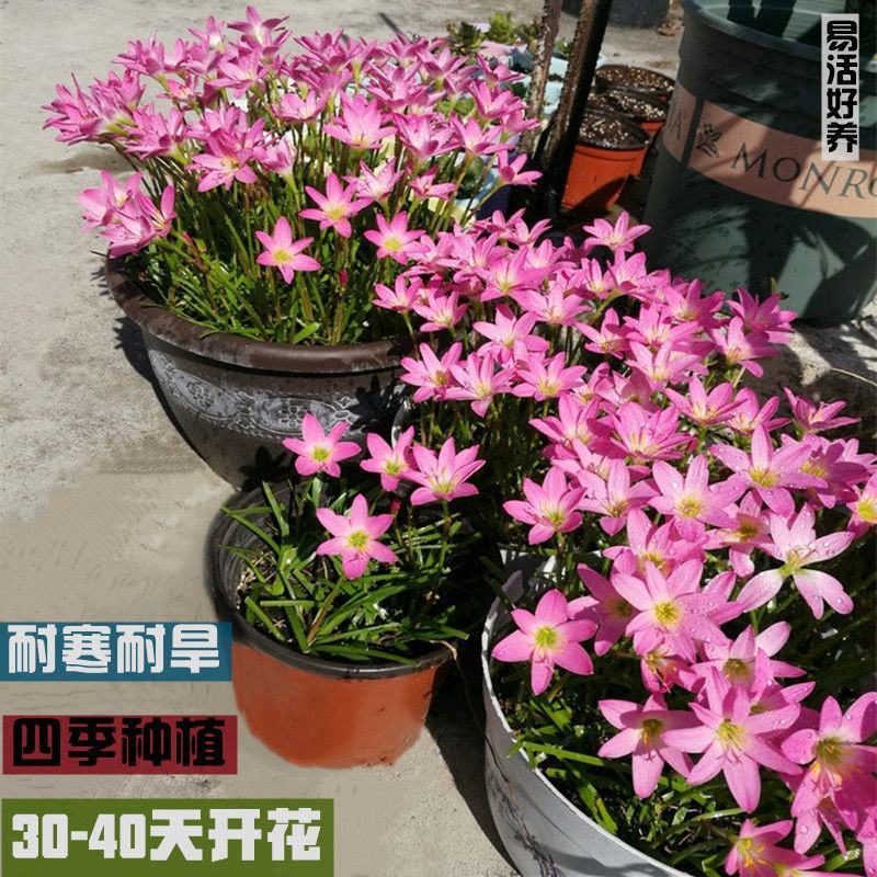 风雨兰种球四季开花重瓣风雨兰葱兰韭兰耐热耐寒庭院阳台盆栽