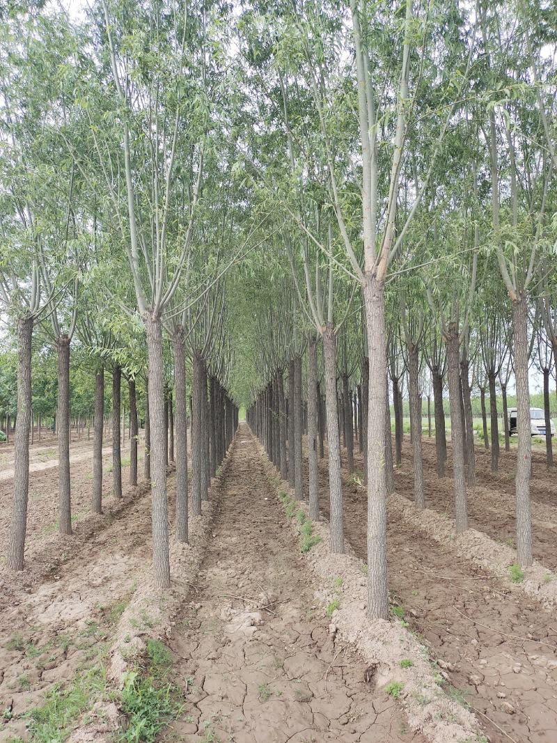 出售定杆发帽旱柳，8-12公分，基地直供，支现场看货
