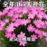 风雨兰种球四季开花重瓣风雨兰葱兰韭兰耐热耐寒庭院阳台盆栽