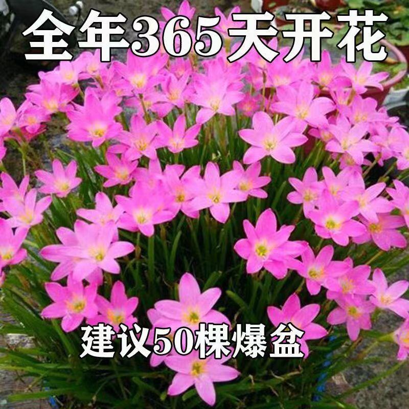 风雨兰种球四季开花重瓣风雨兰葱兰韭兰耐热耐寒庭院阳台盆栽