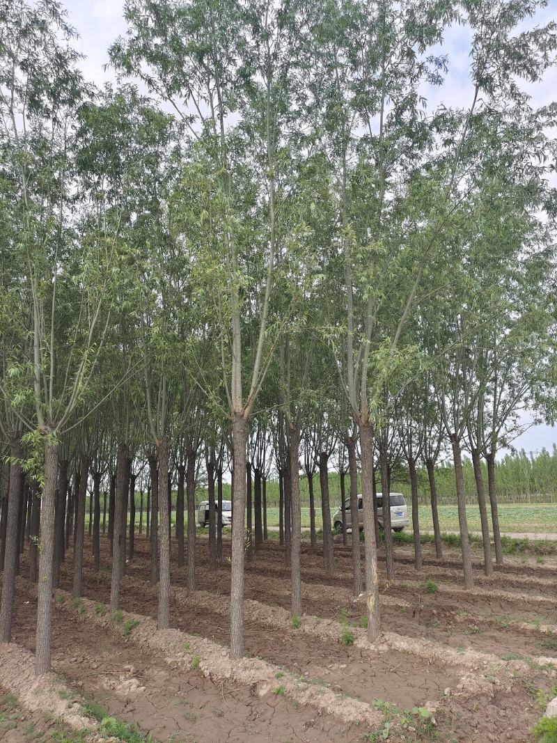 出售定杆发帽旱柳，8-12公分，基地直供，支现场看货