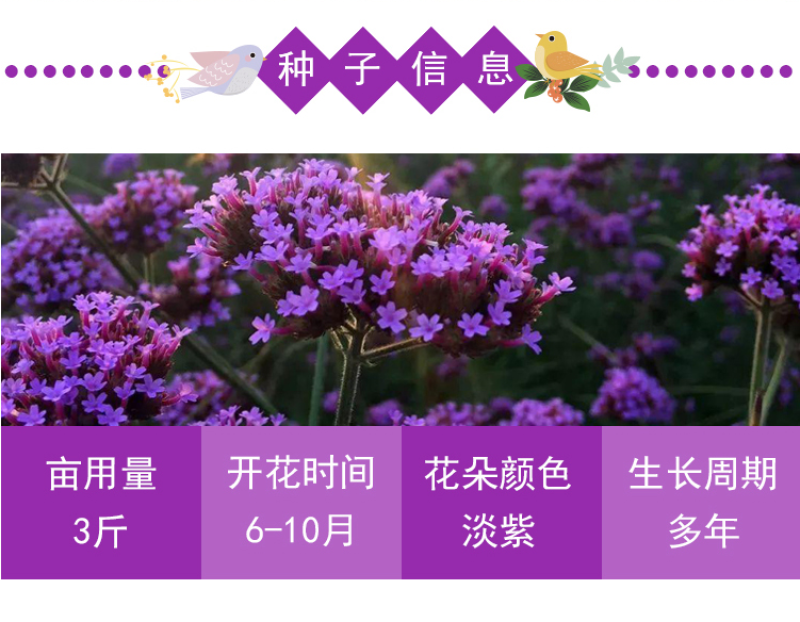 柳叶马鞭草种子多年生宿根花卉景观花海工程耐寒四季播种