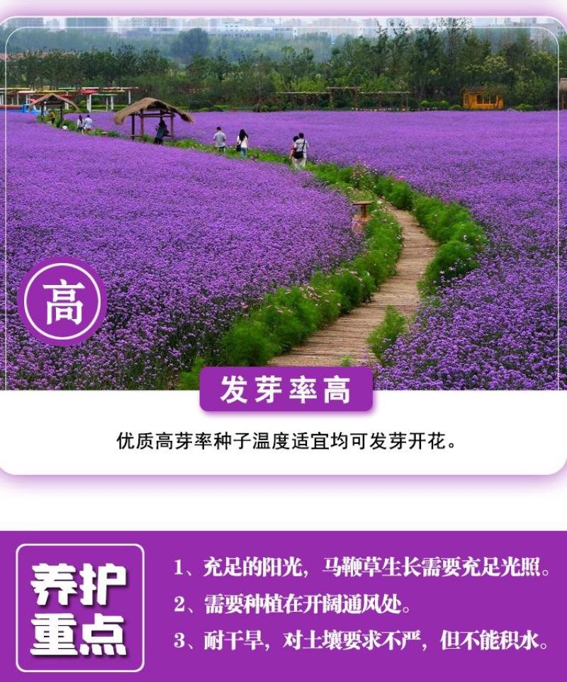 柳叶马鞭草种子多年生宿根花卉景观花海工程耐寒四季播种