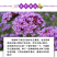 柳叶马鞭草种子多年生宿根花卉景观花海工程耐寒四季播种