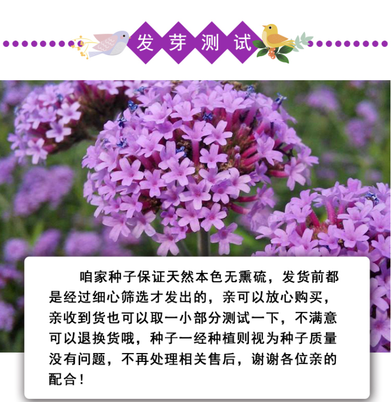 柳叶马鞭草种子多年生宿根花卉景观花海工程耐寒四季播种