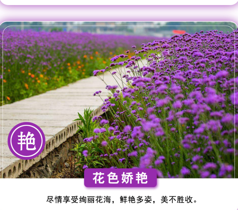 柳叶马鞭草种子多年生宿根花卉景观花海工程耐寒四季播种