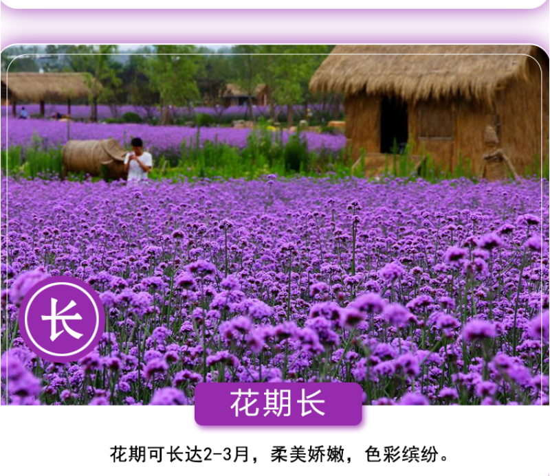柳叶马鞭草种子多年生宿根花卉景观花海工程耐寒四季播种