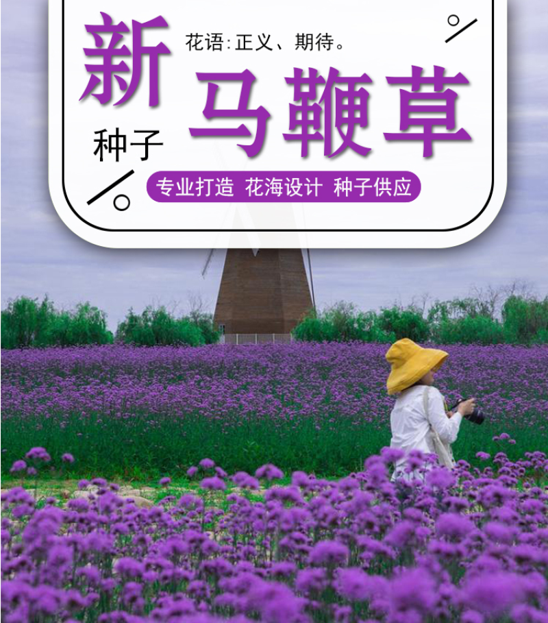 柳叶马鞭草种子多年生宿根花卉景观花海工程耐寒四季播种