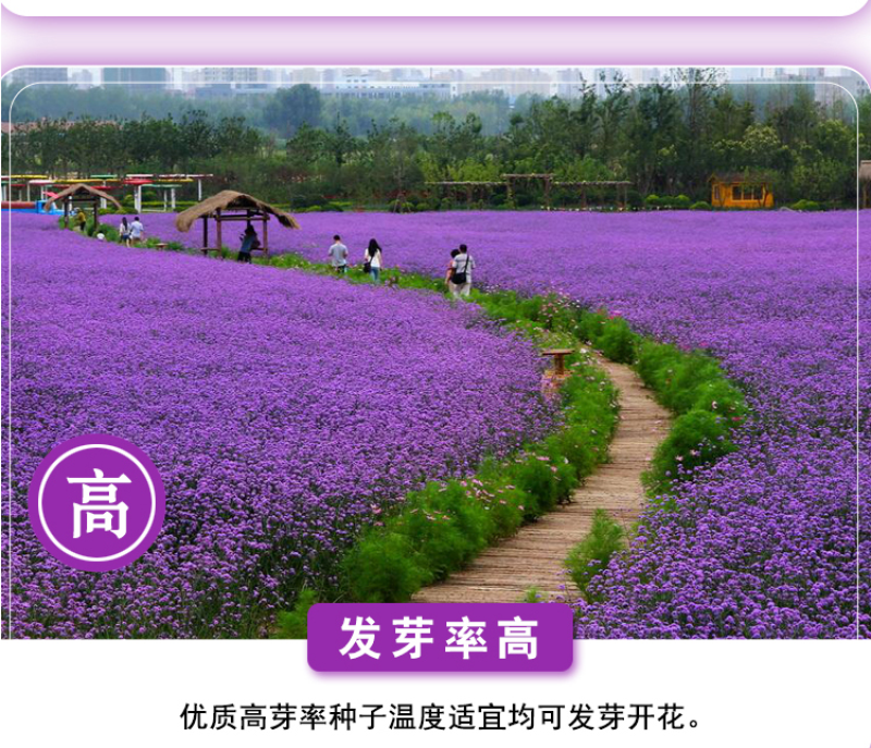 柳叶马鞭草种子多年生宿根花卉景观花海工程耐寒四季播种
