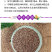 柳叶马鞭草种子多年生宿根花卉景观花海工程耐寒四季播种