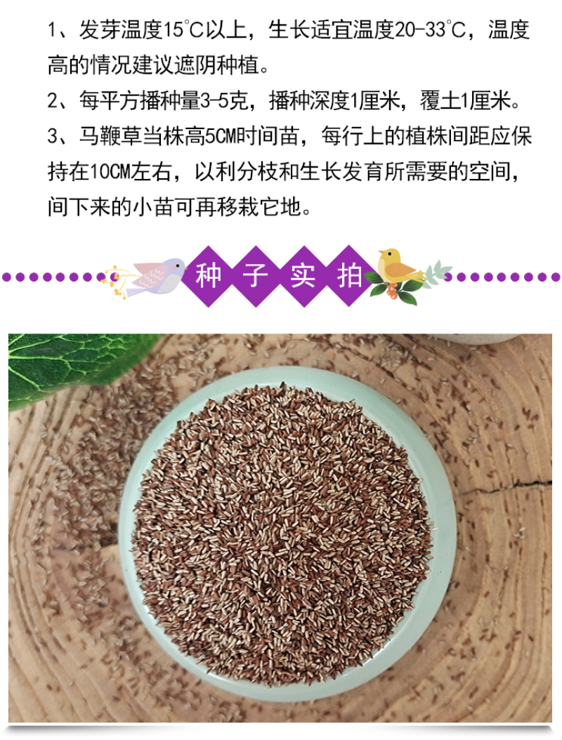 柳叶马鞭草种子多年生宿根花卉景观花海工程耐寒四季播种