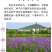 柳叶马鞭草种子多年生宿根花卉景观花海工程耐寒四季播种