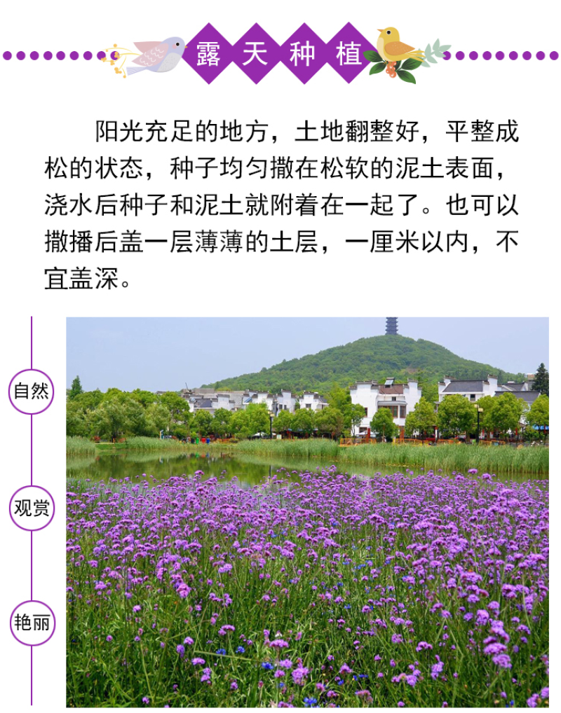 柳叶马鞭草种子多年生宿根花卉景观花海工程耐寒四季播种