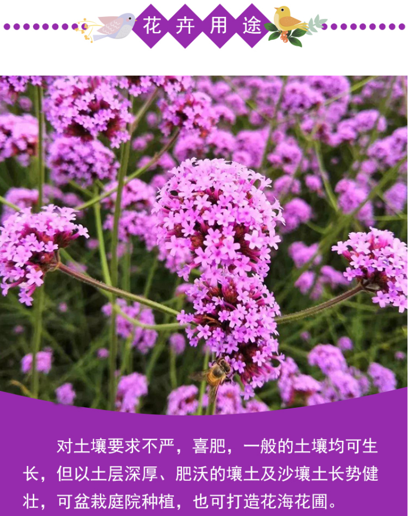 柳叶马鞭草种子多年生宿根花卉景观花海工程耐寒四季播种