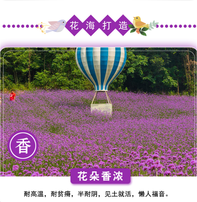 柳叶马鞭草种子多年生宿根花卉景观花海工程耐寒四季播种