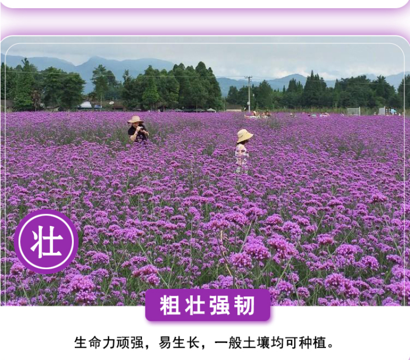 柳叶马鞭草种子多年生宿根花卉景观花海工程耐寒四季播种