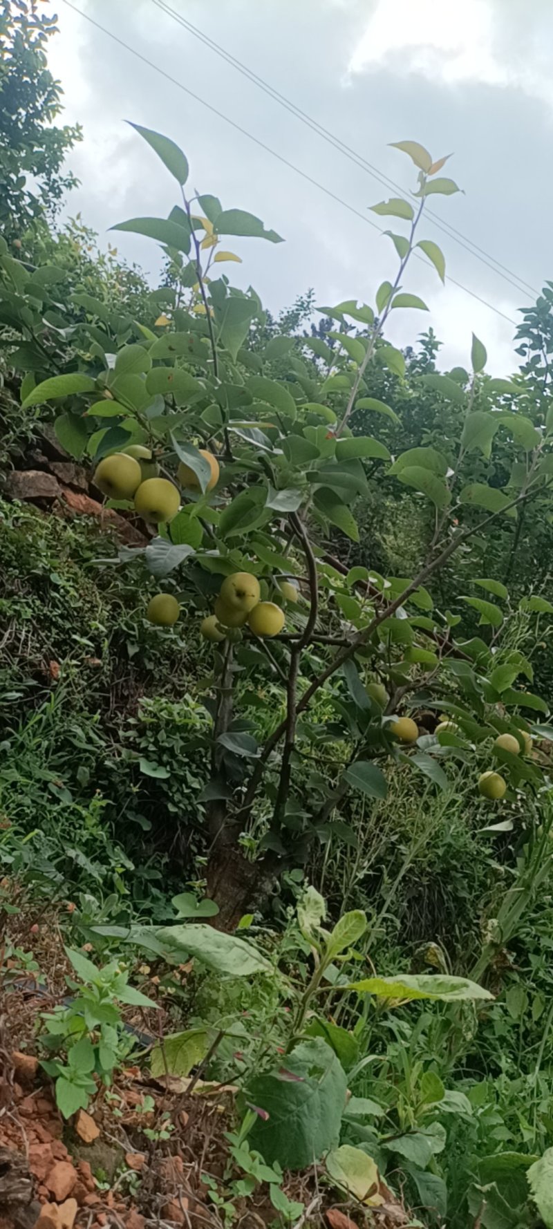 蜂糖梨