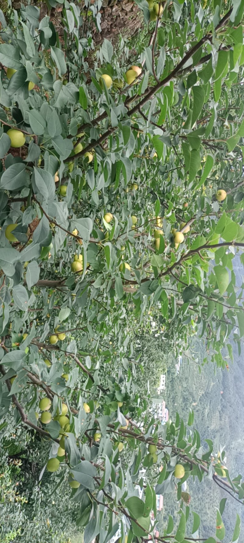 蜂糖梨