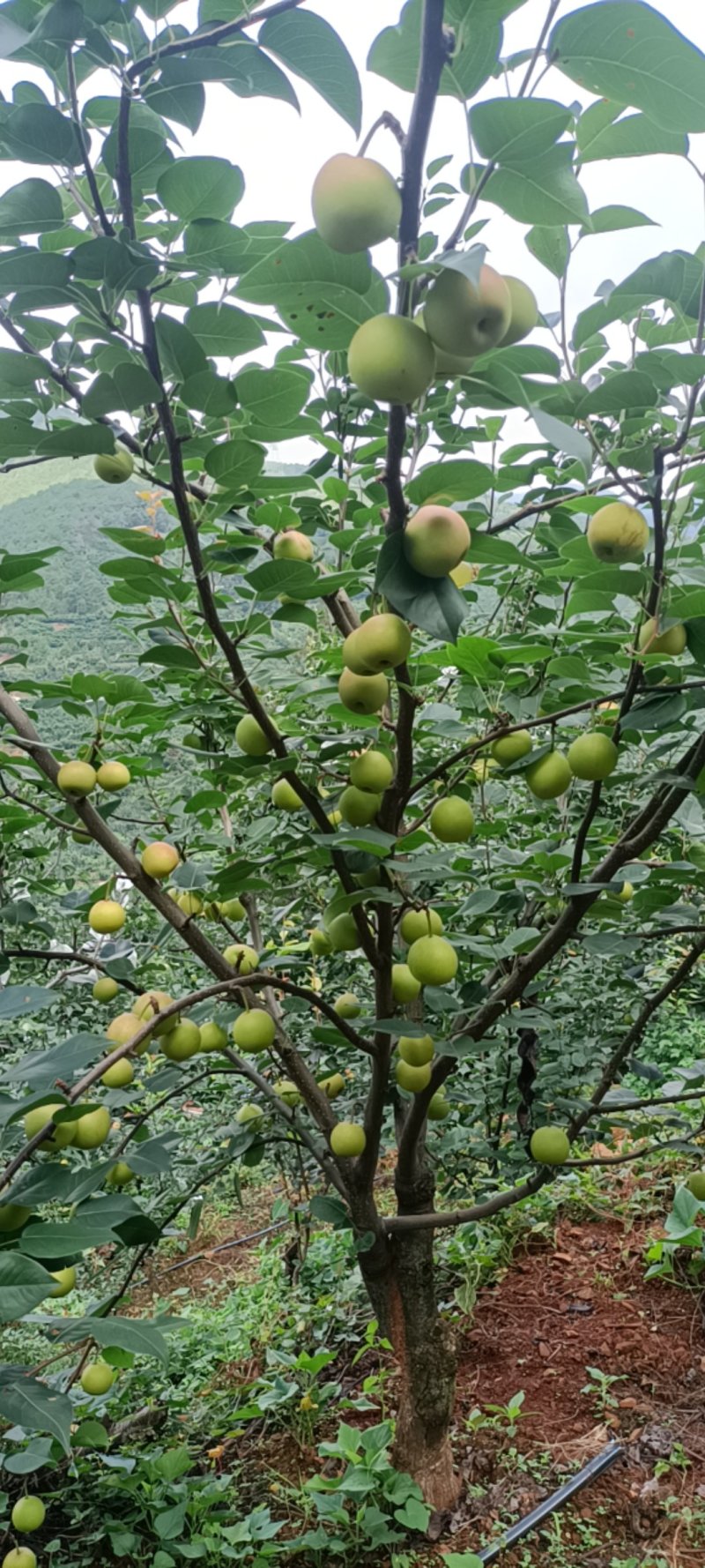 蜂糖梨