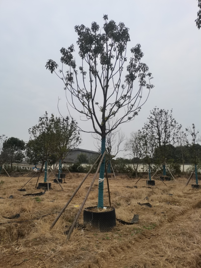12公分容器香樟！树形漂亮，分枝统一，存活率高