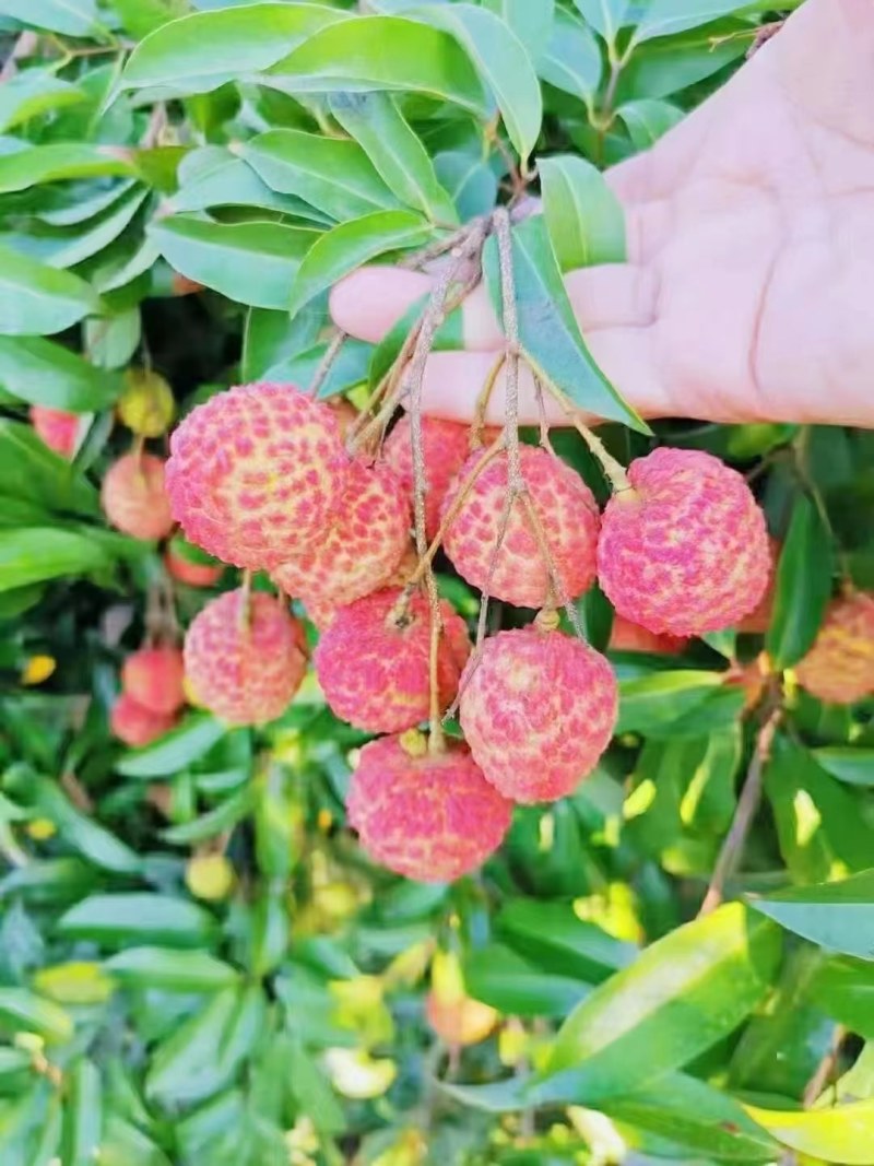 荔枝糯米糍广东东莞正宗岭南荔枝优质品种