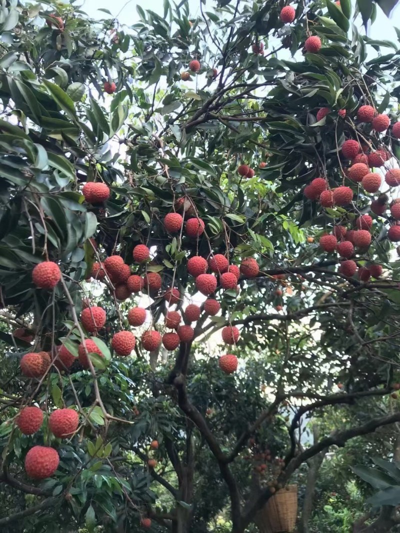 荔枝糯米糍广东东莞正宗岭南荔枝优质品种