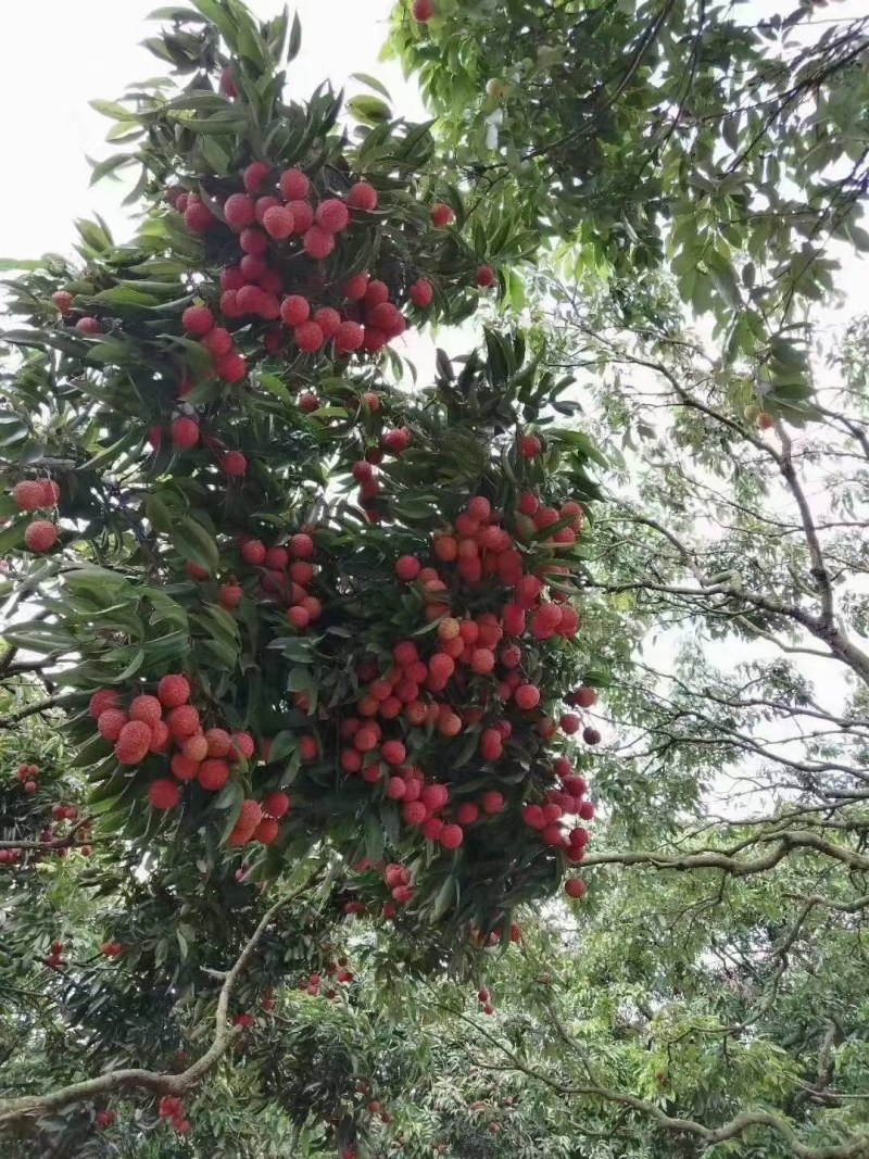荔枝糯米糍广东东莞正宗岭南荔枝优质品种