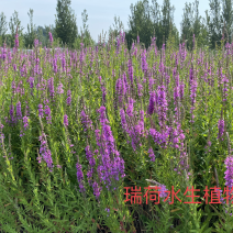 白洋淀千屈菜，盆栽千屈菜，老根苗基地自产自销