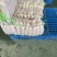 精品白萝卜合作社直发质量可靠诚信为本是您看货欢迎下单