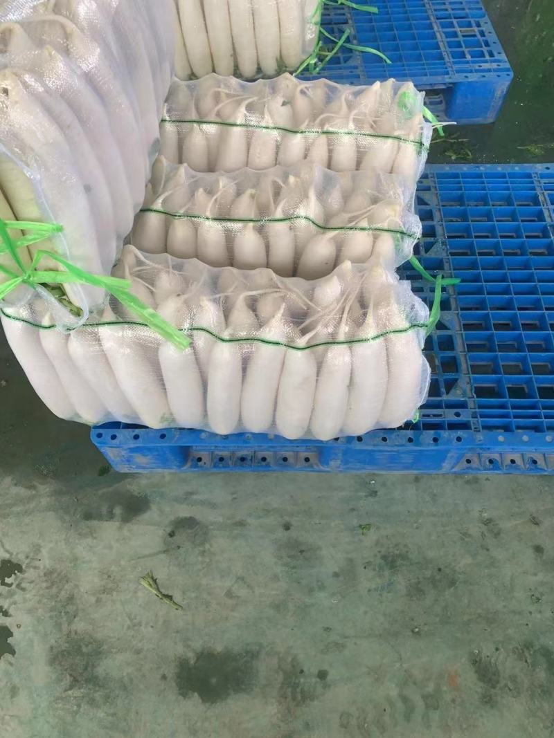 精品白萝卜合作社直发质量可靠诚信为本是您看货欢迎下单