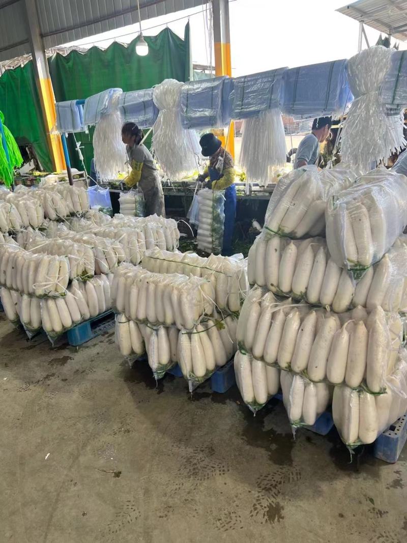 精品白萝卜合作社直发质量可靠诚信为本是您看货欢迎下单
