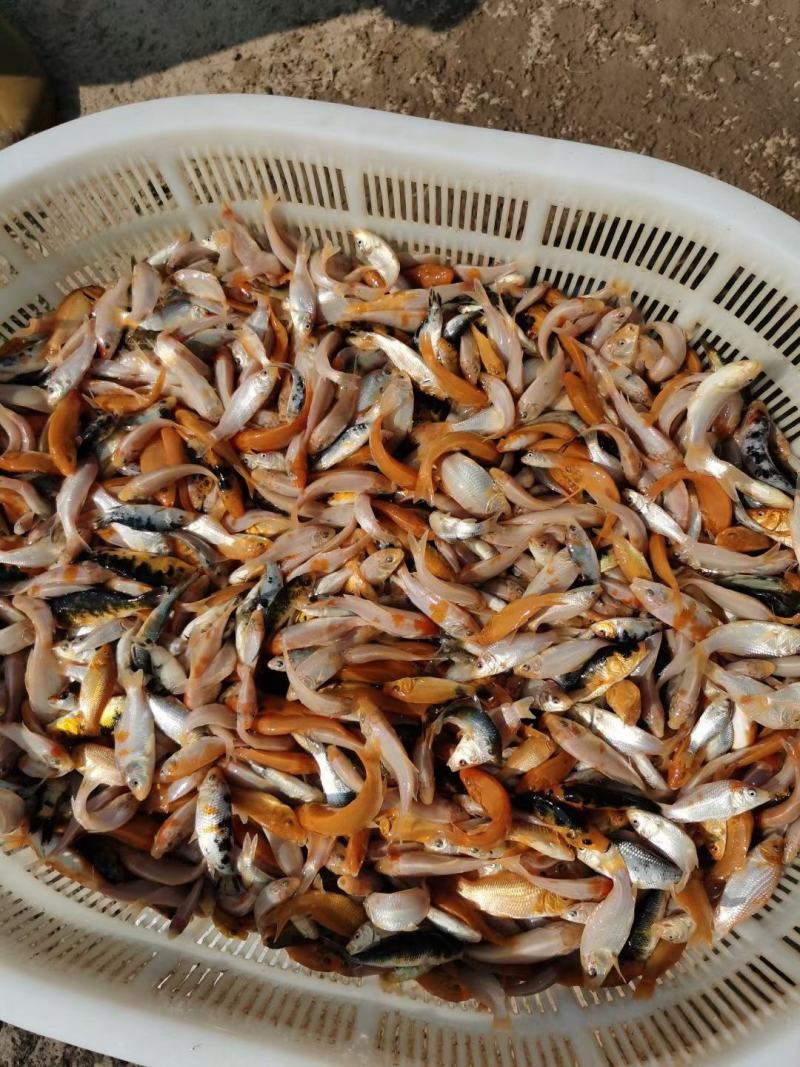 观赏鱼(锦鲤次品)火热销售！价格不贵，送货上门，量大！
