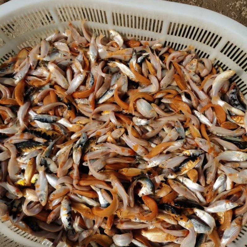 观赏鱼(锦鲤次品)火热销售！价格不贵，送货上门，量大！
