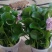 大量批发水葫芦，凤眼蓝，水仙花