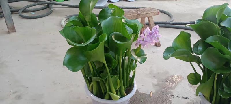 凤眼蓝，水葫芦，水仙花