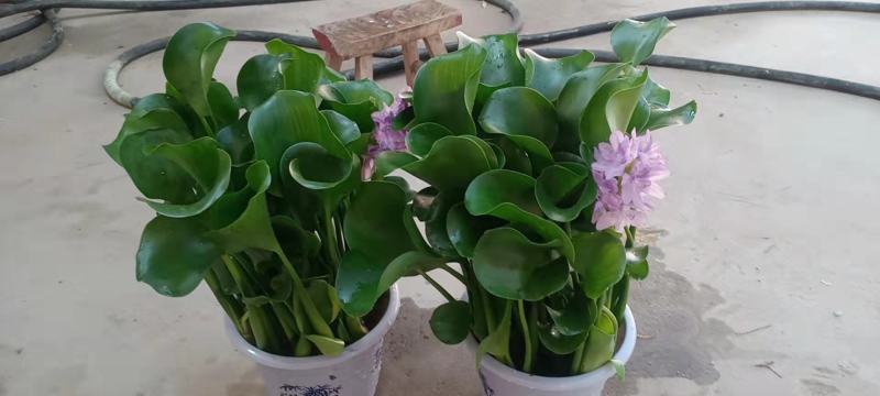 凤眼蓝，水葫芦，水仙花