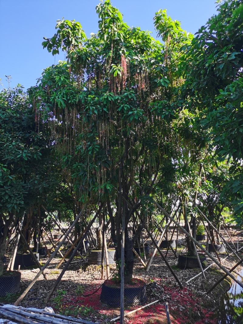 多花红花玉蕊基地