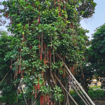 多花红花玉蕊基地