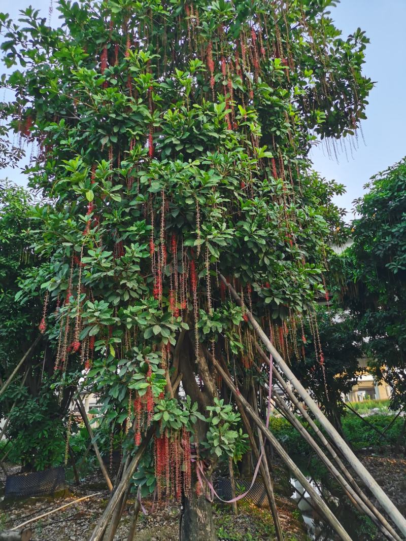 多花红花玉蕊基地