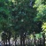 多花红花玉蕊基地