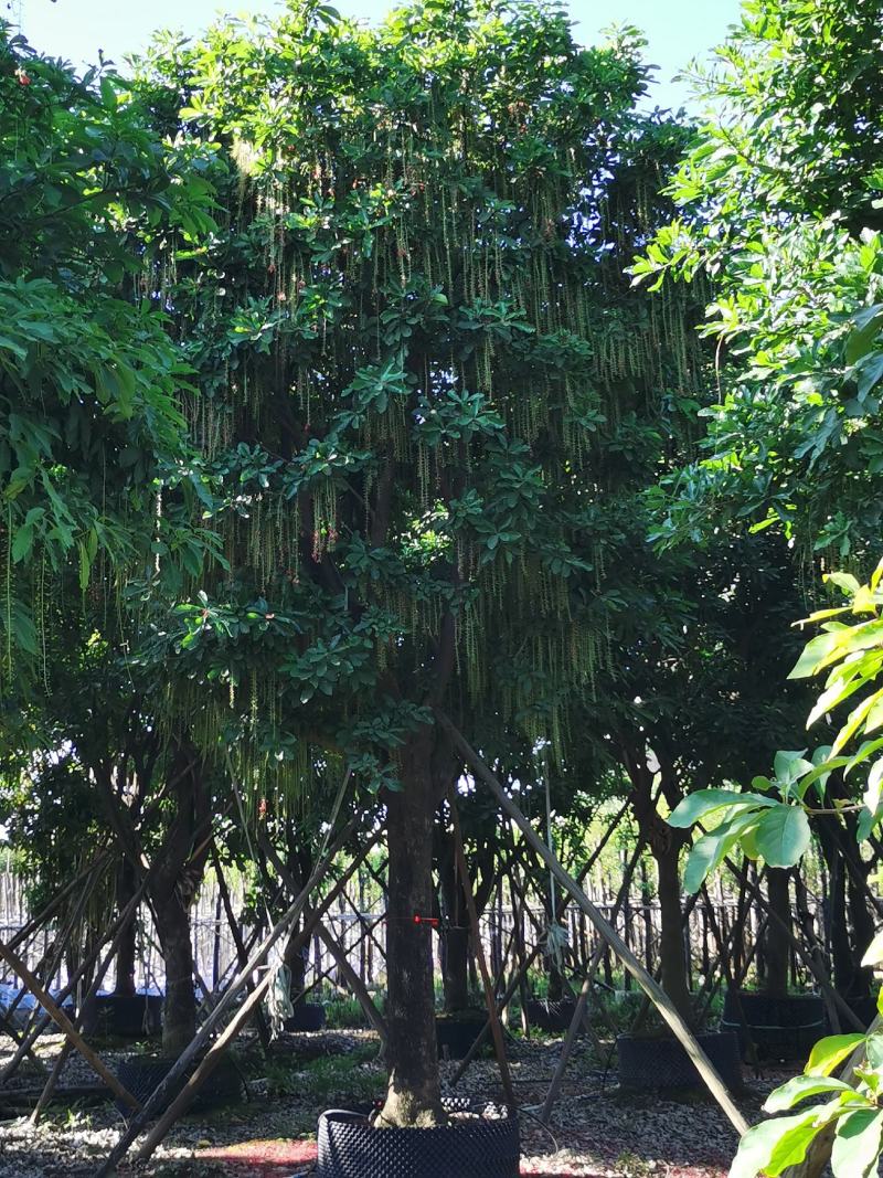 多花红花玉蕊基地