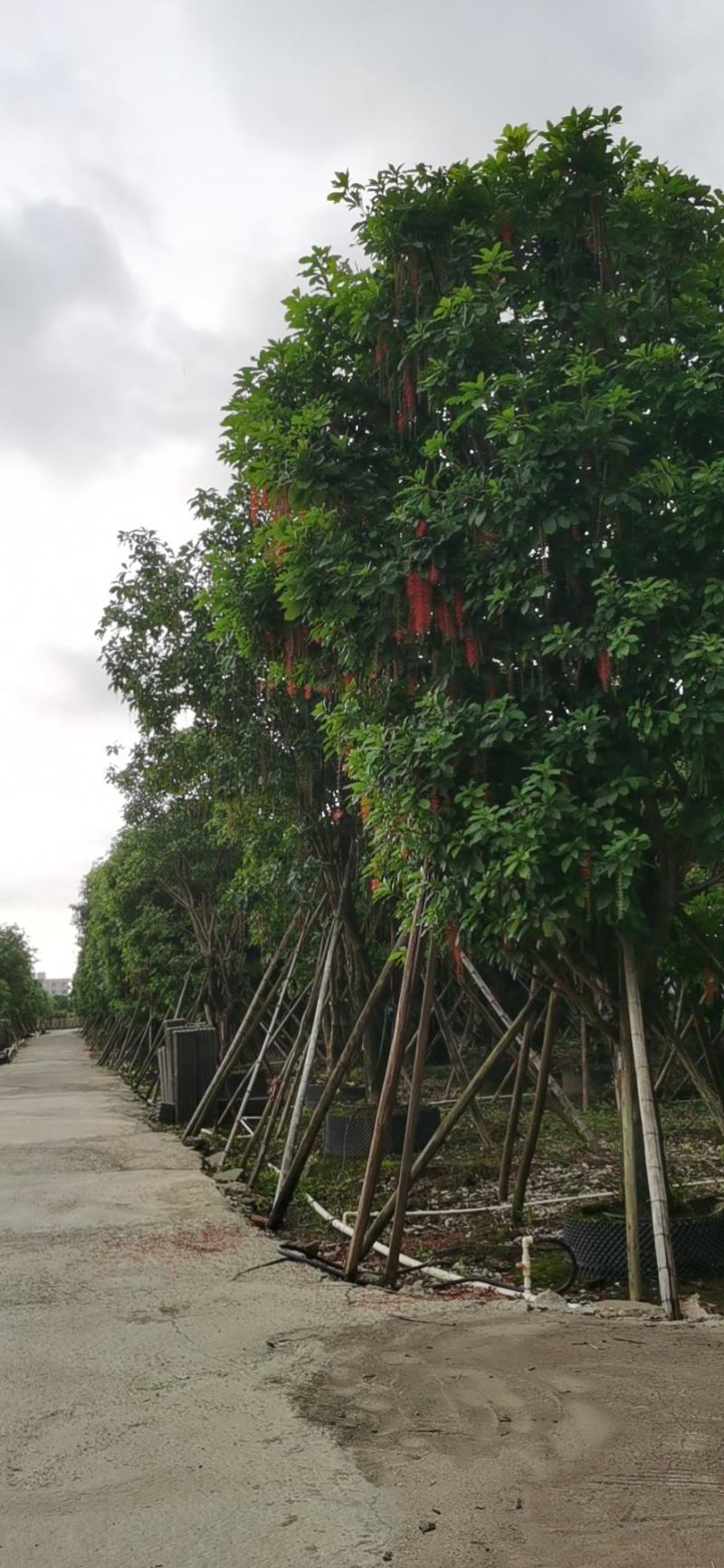 多花红花玉蕊基地