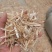 一级小麦秸秆牛羊干草料，70斤压块小包