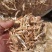 一级小麦秸秆牛羊干草料，70斤压块小包